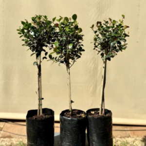 Syzygium | 5L Bag | 60cm | Standard