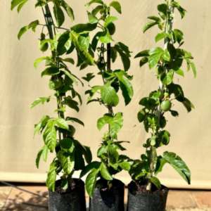 Granadilla| 4L Bag | 90cm | Bush