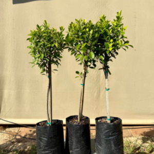 Ficus Nitida | 5L Bag | 60cm | Standard