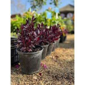 Alternanthera (Purple Leaf) | 15cm Pot