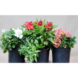 Alstoemeria (Princess Lilies) | 19cm Pot