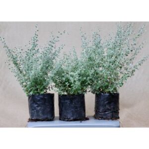 Saltbush | 4L Bag | Bush | Rhagodia Hastata