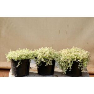 Sedum | 15cm Pot | Bush