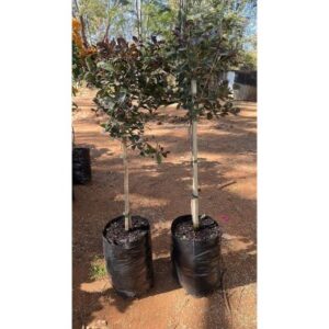 Syzygium | 10L Bag | 90cm | Standard