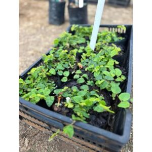 Tickey Creeper | 2L Bag