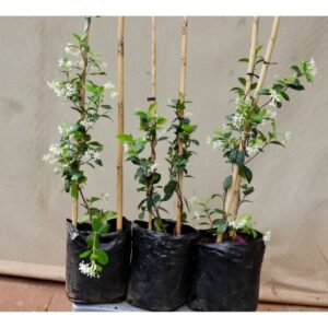 Trachelospermum Jasminoides (Star Jasmine) | 10L Bag | 90cm | Bush