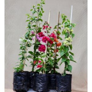 Bougainvillea | 4L Bag | 90cm | Bush