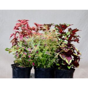 Coleus | 17cm Pot | Bush