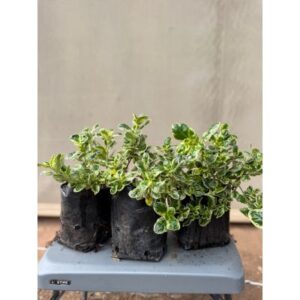 Coprosma | 4L Bag | Bush | Marble Chips