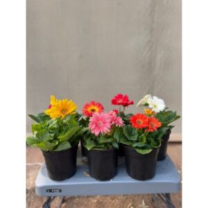 Gerbera Jamesonii | 14cm pot