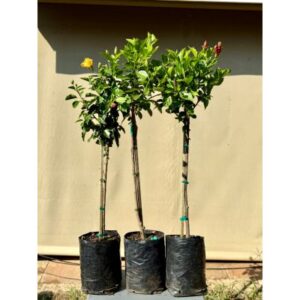 Hibiscus | 10L Bag | 90cm | Standard