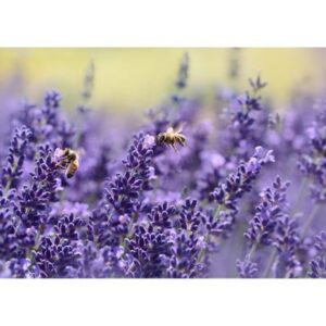 Lavender | 17cm Pot | Bush