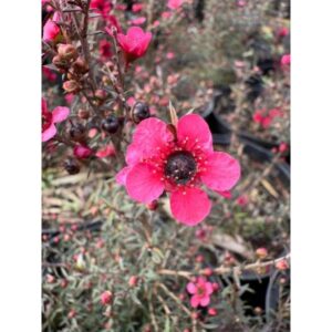 Leptospermum Tea Bush | 4L Bag | 90cm | Bush