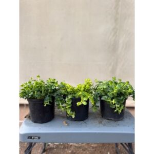 Lysimachia Nummularia | 15cm Pot | Bush