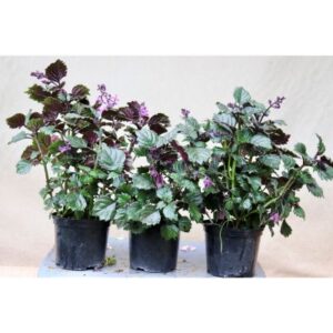 Plectrantus | 15cm Pot | Bush | 'Magic Mona'  Purple