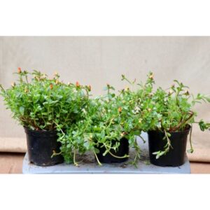 Portulaca oleracea | 15cm Pot | 'Pazzaz'